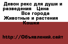 Девон рекс для души и разведения › Цена ­ 20 000 - Все города Животные и растения » Кошки   